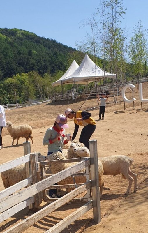 Nami Island Private Tour with Optional Add-ons from Seoul - Pickup, timing, and small practical details