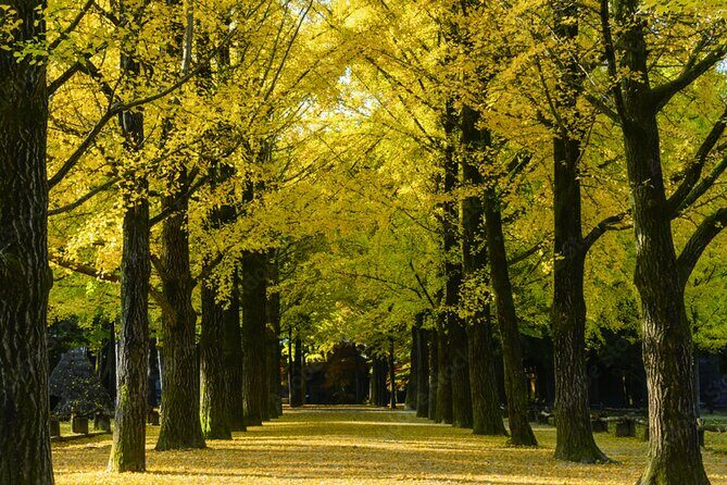 Nami Island, Rail bike & The Alpaca Garden - Frequently Asked Questions