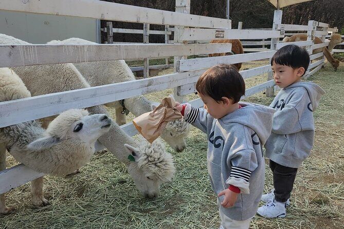 Nami Island, Rail bike & The Alpaca Garden - What Could Be Improved?