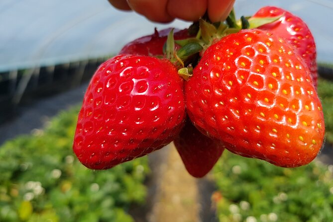 Nami Island & Strawberry Picking and Jam Making & Railbike - Strawberry Picking Experience