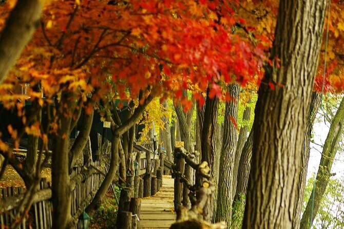Nami Island with The Garden of Morning Calm Rail Bike from Seoul - Who Will Love This Tour?