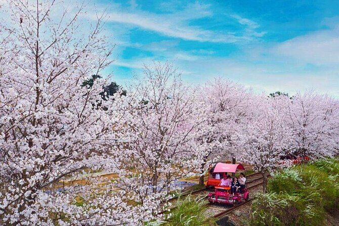 Nami, Petite France, Italian Village and Gangchon Rail Bike Tour - Final Thoughts