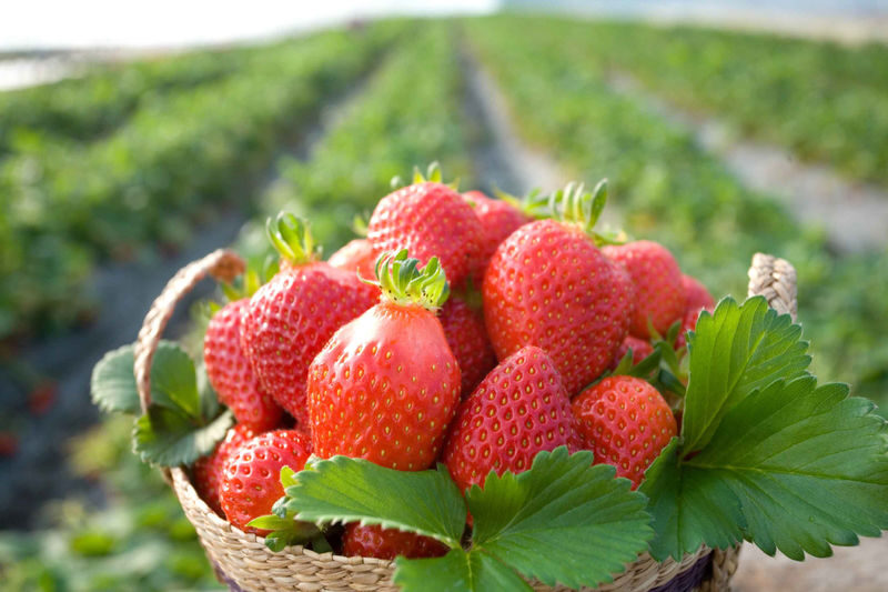 Nami, Samaksan,Strawberry Picking, Eobi Ice Valley From Seoul - Picking strawberries in the morning