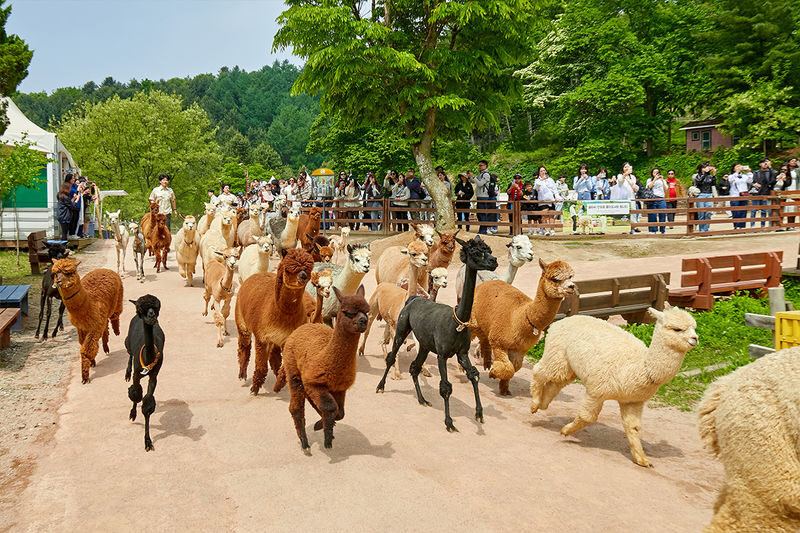 Nami, Samaksan,Strawberry Picking, Eobi Ice Valley From Seoul - What the coach and guide add