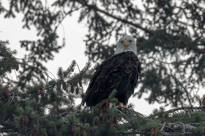 Nanaimo Private Whale Watching - Who Should Consider This Tour?