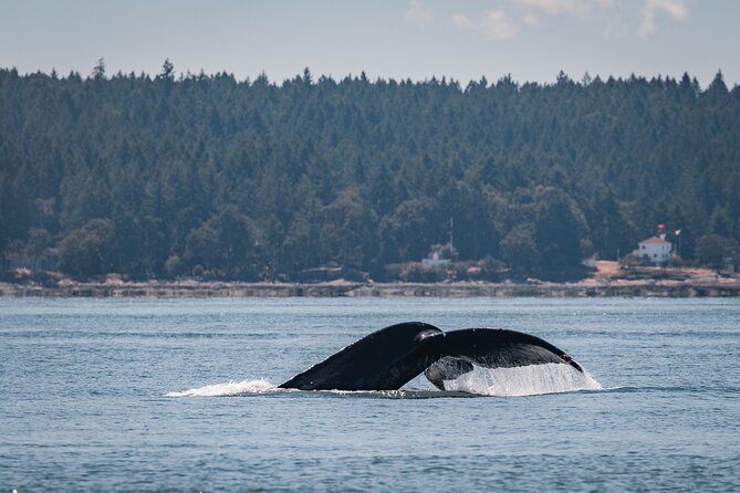 Nanaimo Whale Watching in a Semi-Covered Boat - Tour Overview