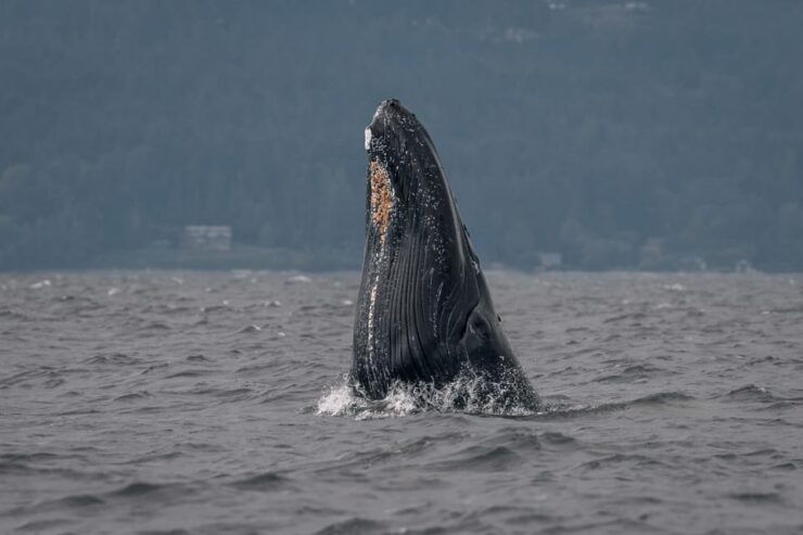 Nanaimo: Whale Watching Open Boat Tour - Good To Know