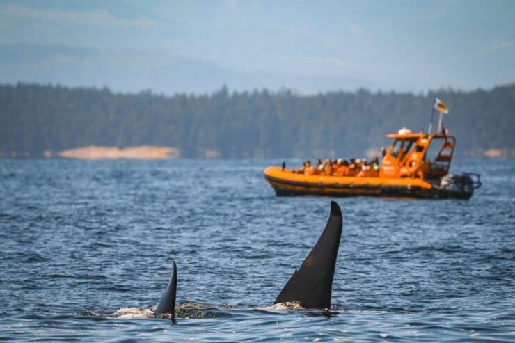 Nanaimo: Whale Watching Open Boat Tour - Experience Highlights