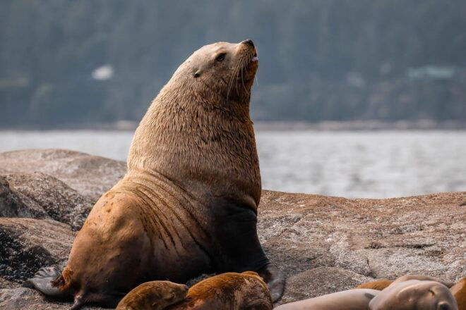 Nanaimo: Whale Watching Open Boat Tour - Inclusion and Exclusion