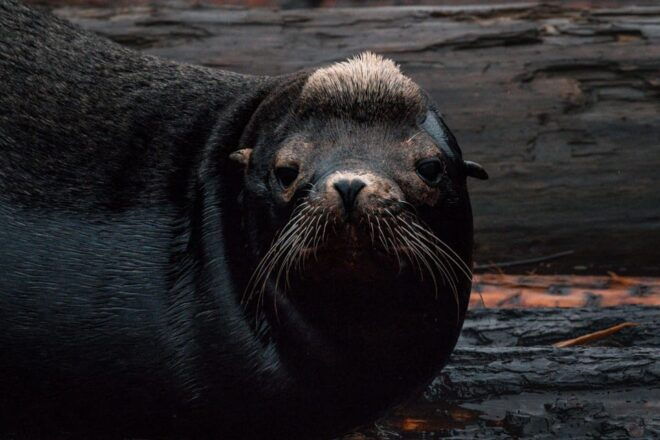 Nanaimo: Whale Watching Open Boat Tour - Healthy Whale Populations