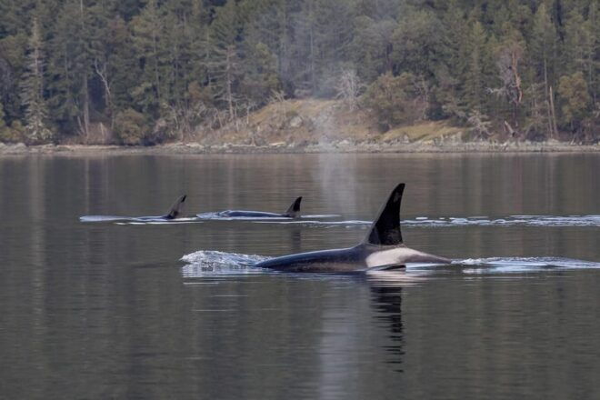 Nanaimo: Whale Watching Open Boat Tour - Marine Conservation Initiatives