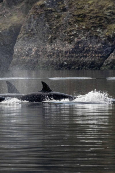 Nanaimo: Whale Watching Semi-Covered Boat Tour - Educational Insights