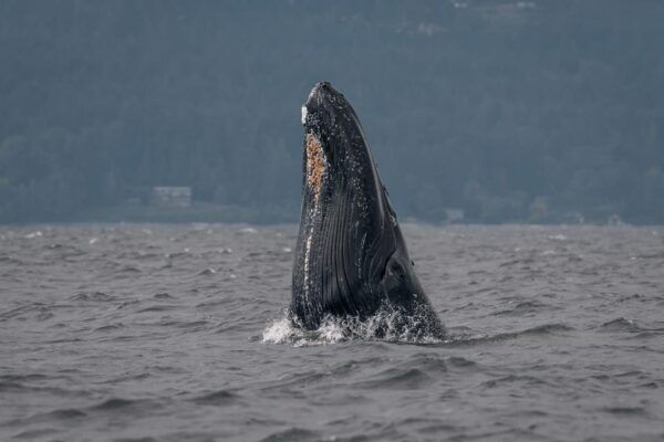Nanaimo: Whale Watching Semi-Covered Boat Tour - Customer Feedback