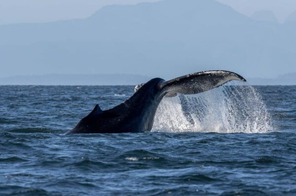 Nanaimo: Whale Watching Semi-Covered Boat Tour - Frequently Asked Questions