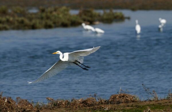 Nanchang City Highlights & Bird Watching Private Tour - The Sum Up