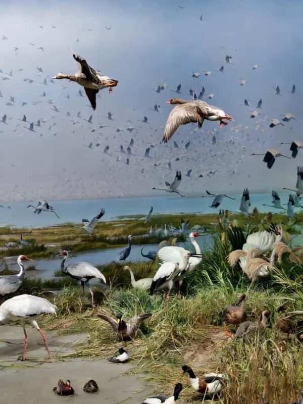 Nanchang: Jiangxi Museum Guided Tour with Entry Ticket - FAQs