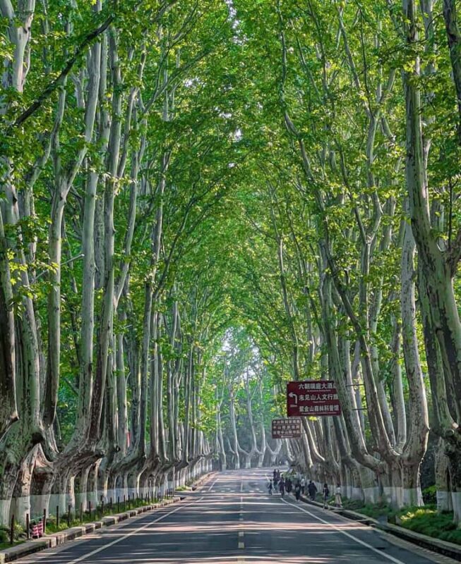 Nanjing: Boulevards, Presidential Palace & City Highlights - Practical Details: What You Need to Know