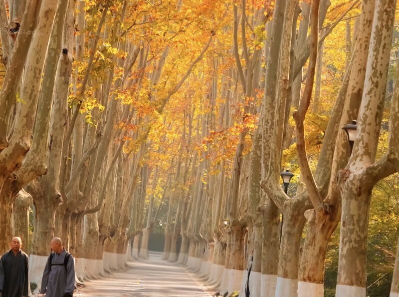 Nanjing Meiling Palace & Wutong Avenue Half-Day Tour - Who is likely to enjoy this tour?