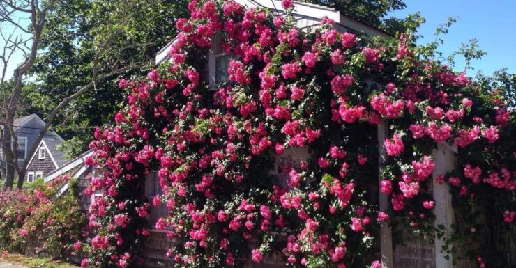 Nantucket: Historical Landmarks Sightseeing Bus Tour - Good To Know