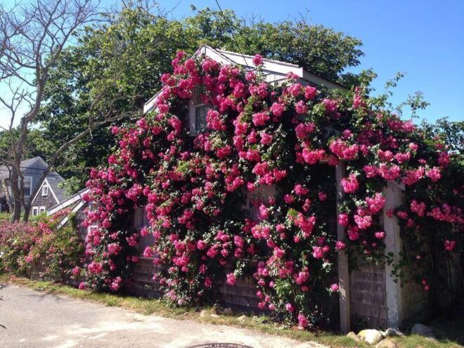 Nantucket: Historical Landmarks Sightseeing Bus Tour - Frequently Asked Questions