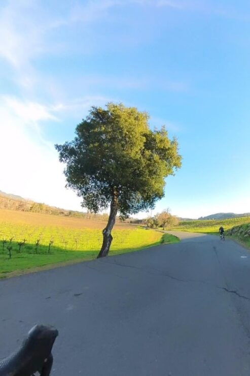 Napa/Sonoma: Guided Tour for Cycling Enthusiasts - Cycling Routes