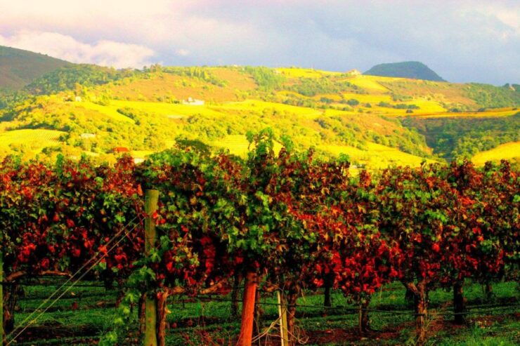 Napa & Sonoma Valley : Custom Wine Tour - Reservation Options