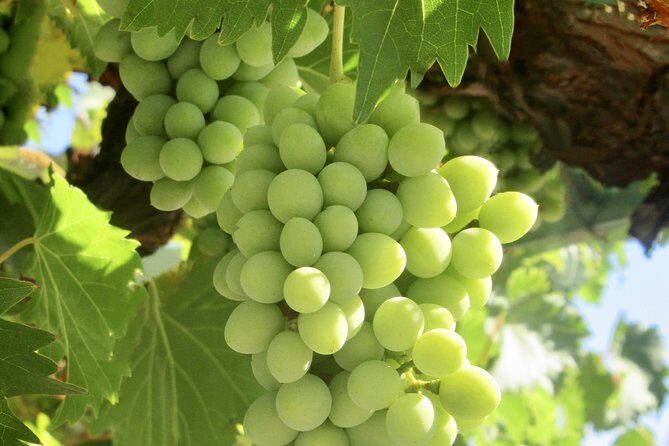 Napa & Sonoma Wine Tour Private Tours 8 to 10 Hours max 14 pax - Good To Know
