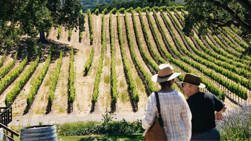 Napa Valley and Sonoma Full Day Wine Tour - What the guide and bus add to the day