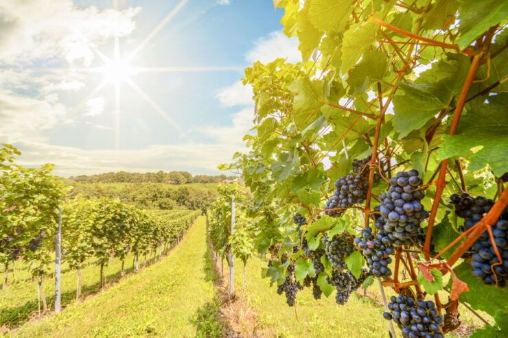 Napa Valley: Guided Wine Tour With Picnic Lunch - Experience Highlights