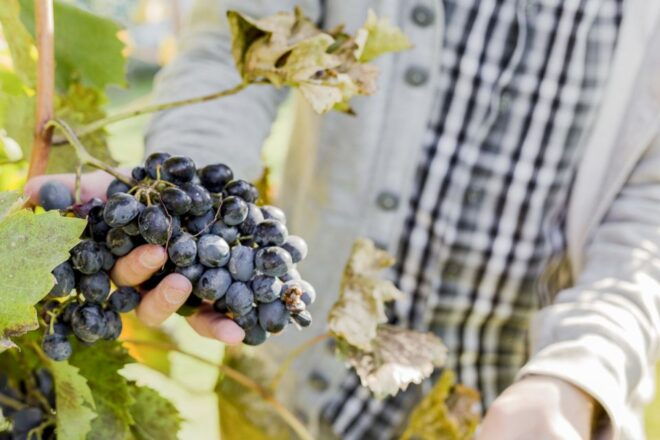 Napa Valley: Guided Wine Tour With Picnic Lunch - Customer Reviews