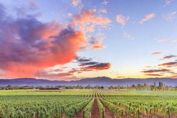 Napa Valley: Guided Wine Tour With Picnic Lunch - The Sum Up