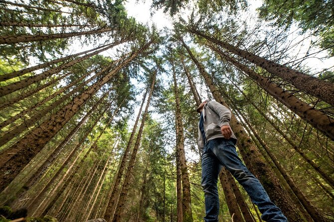 Napa Valley Wine and Muir Woods Day Tour From San Francisco - Exploring Muir Woods
