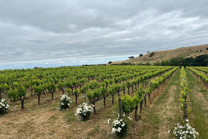 Napa Vally Wine Tour and 1 Day Big Bus Tour - Booking and Availability