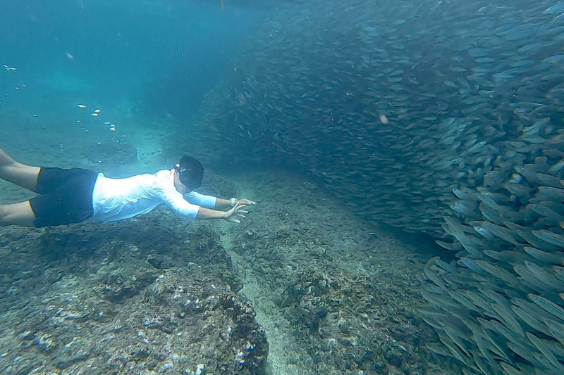 Napaling Sardine Run with Hinagdanan Cave & Bohol Countryside Tour - Napaling Reef: the big underwater question