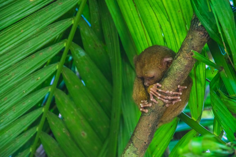 Napaling Sardine Run with Hinagdanan Cave & Bohol Countryside Tour - Tarsiers and the Bilar Man-Made Forest