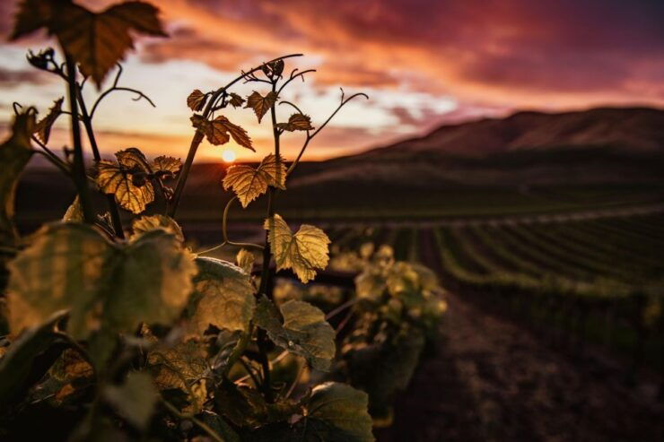 Napier: Art Deco Bike Ride and Wineries Loop - Tour Highlights