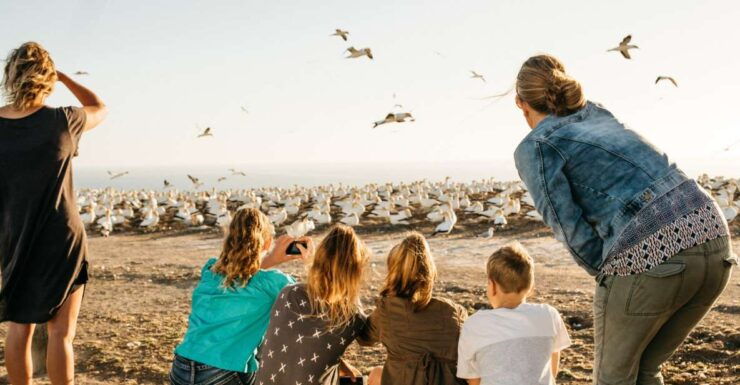 Napier: Cape Kidnappers Gannet, Nature & Sightseeing Tour - General Information