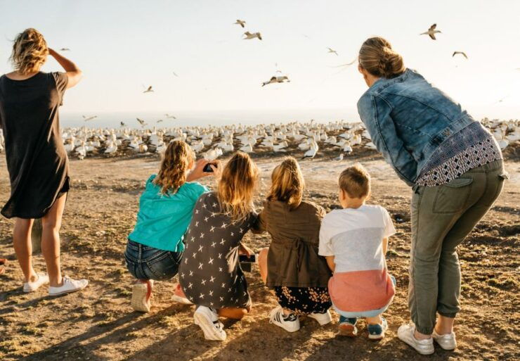 Napier: Cape Kidnappers Gannet, Nature & Sightseeing Tour - Experience