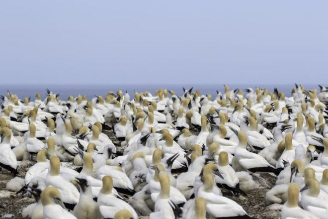 Napier: Cape Kidnappers Gannet, Nature & Sightseeing Tour - Full Description