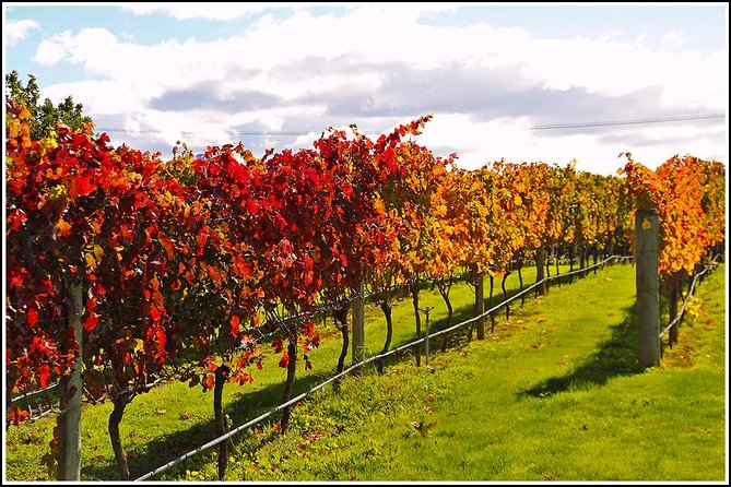Napier Half-Day Small Group Wine and Beer Tour - Tour Highlights