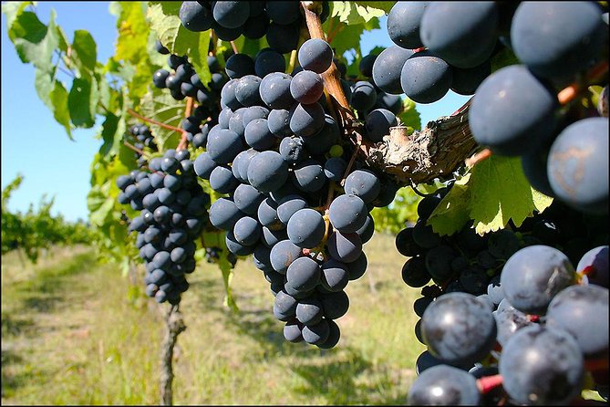 Napier Half-Day Wine Beer and Cider Tour - Terms and Conditions