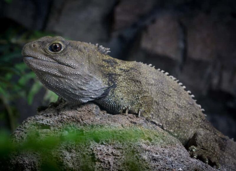 Napier: National Aquarium of New Zealand General Admission - A Closer Look at the Experience