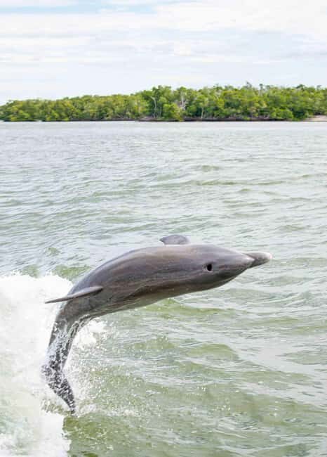 Naples: 10,000 Islands Boat and Wildlife Tour - An In-Depth Look at the Experience