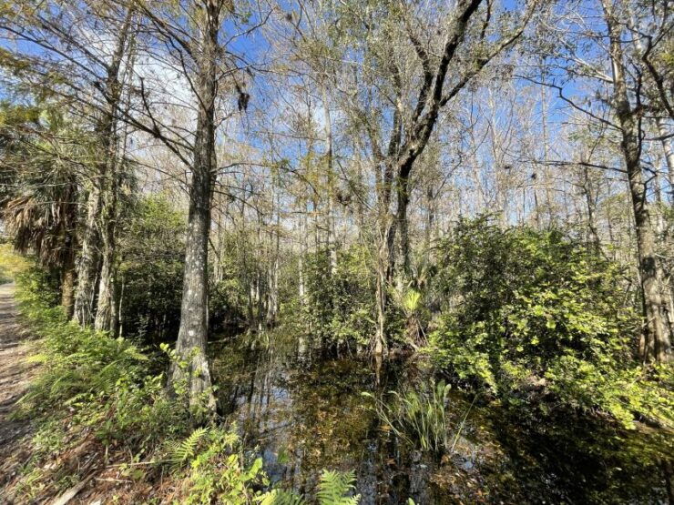 Naples: Everglades Guided Eco Tour by Bike - Activity Details