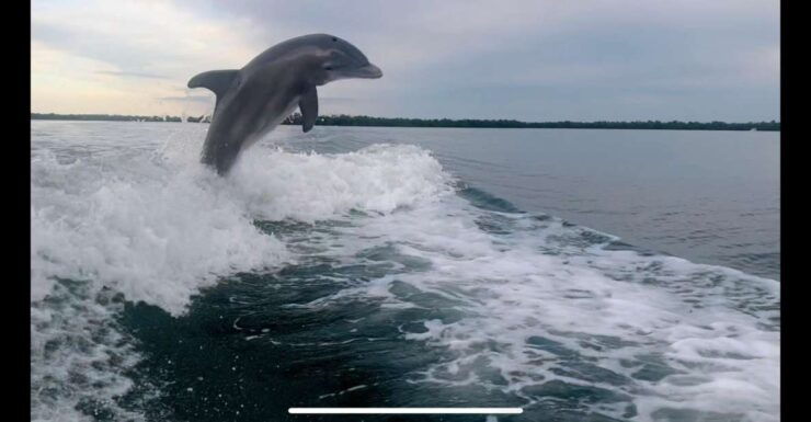 Naples, FL: 3 Hour Private Dolphin & Manatee Tour - Good To Know