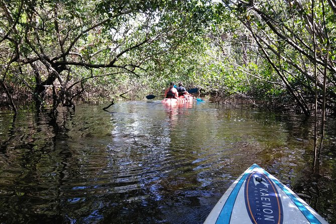 Naples FL, Kayak Mangrove Forest Tour - What To Expect