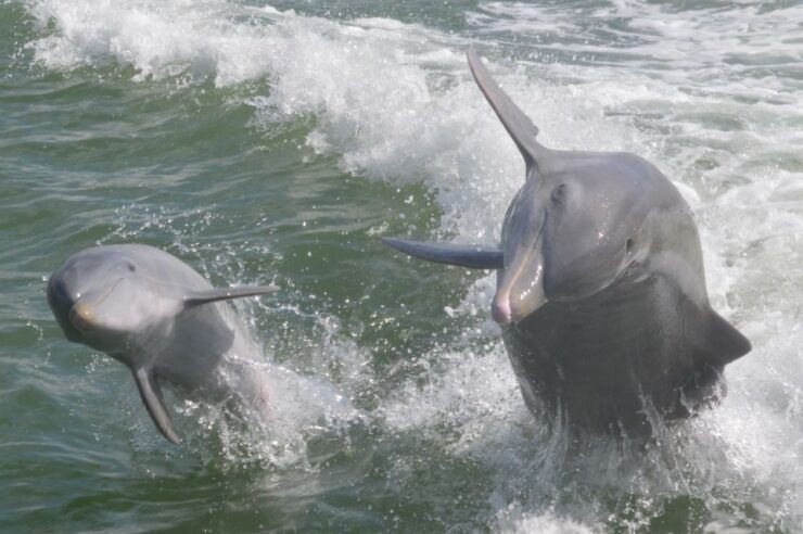 Naples, FL: Manatee and Dolphin Cruise to 10,000 Islands - Activity Details and Logistics