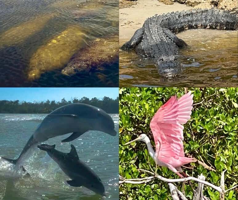 Naples, FL: Manatee, Dolphin, 10,000 Islands Beach Eco Tour - Good To Know
