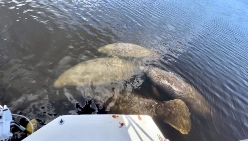 Naples, FL: Manatee, Dolphin, 10,000 Islands Beach Eco Tour - What to Expect from This Eco Tour