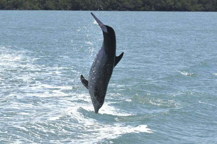 Naples, FL: Manatee, Dolphin, & 10,000 Islands Sunset Cruise - Booking Details